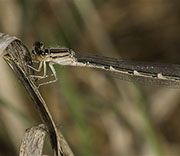Damselfly